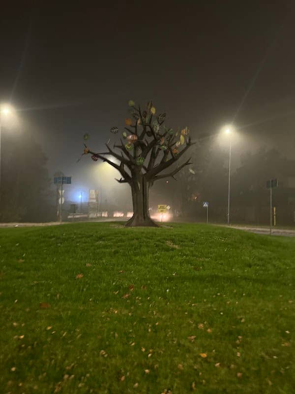 Brzezińskie Roundabout "With a Tree" - Image 1