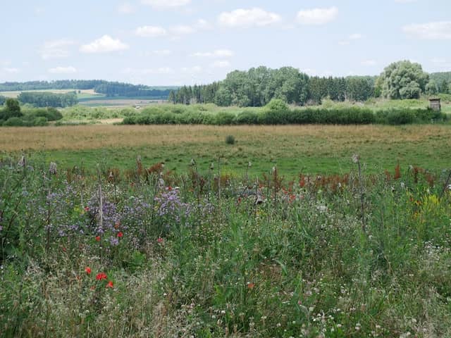 Dattenhauser Ried Nature Reserve - Image 1