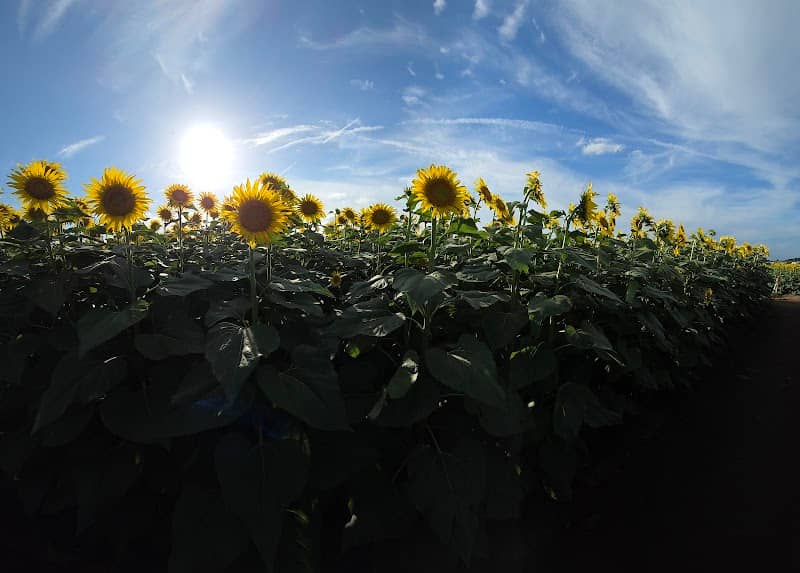 Sunflower festival (July) - Image 1