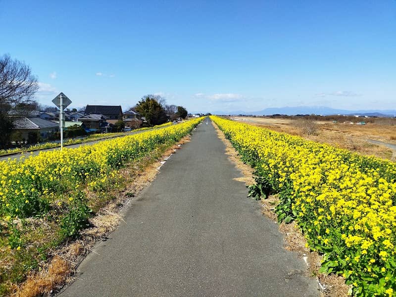 菜の花の土手 - Image 1
