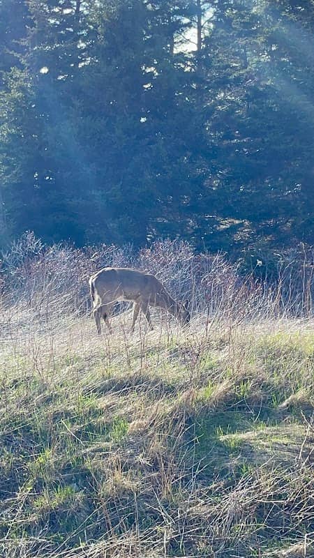 Le Vieux Chemin du Cap-Rouge Trailhead - Image 3