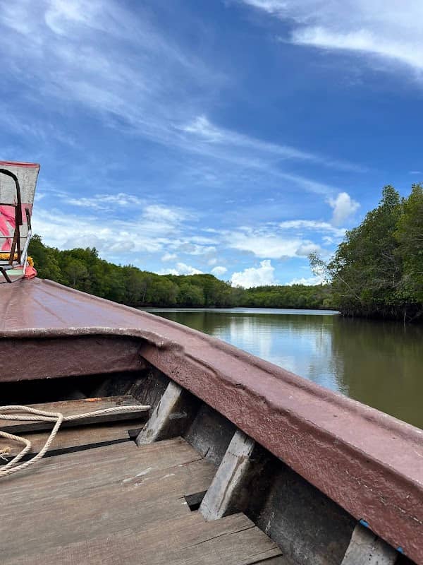 Mangrove tour & Kayak for rent. - Image 2