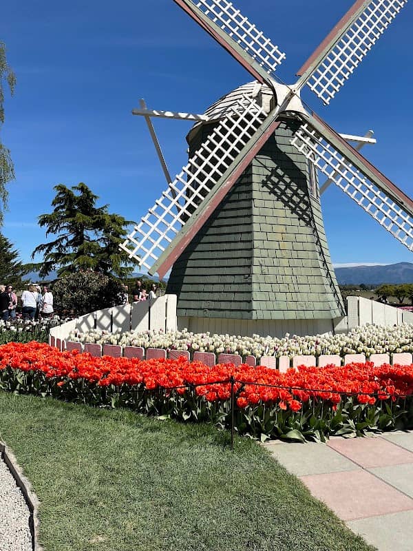 TulipsFestival - Image 2