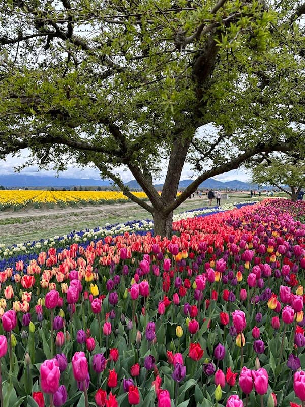 TulipsFestival - Image 1