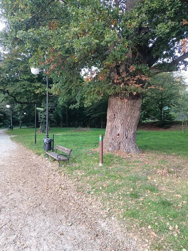 Dąb szypułkowy - pomnik przyrody - Image 1