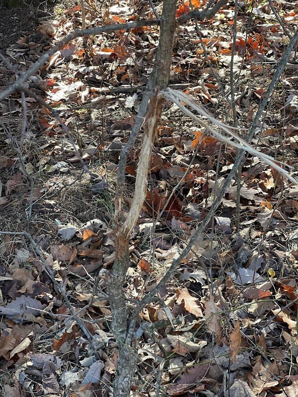 Chequest Wildlife Area - Image 1