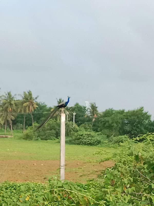 RAJU MANEK FARM - Image 1