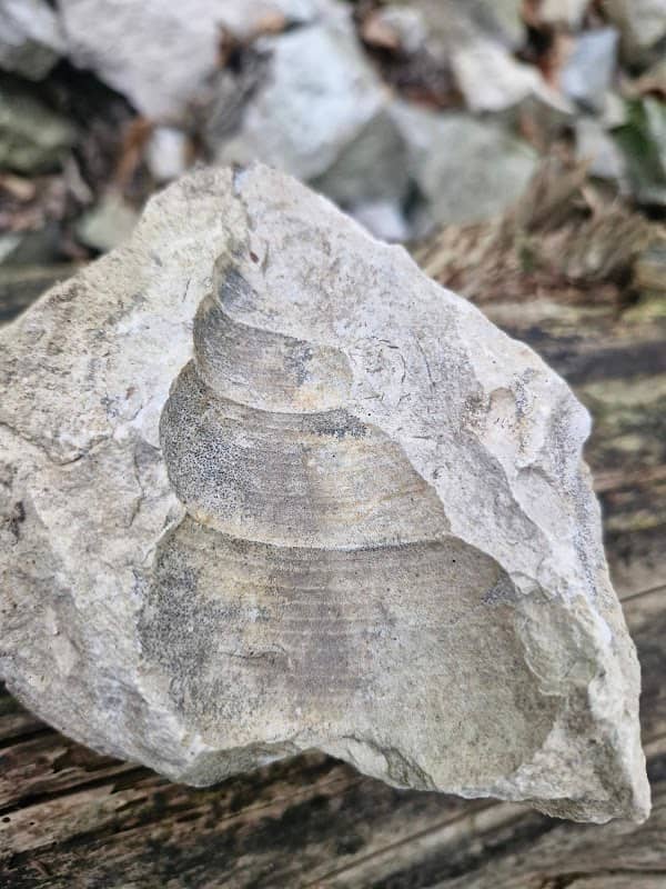 Erdrutsch (Fossilienfundstelle) - Image 1
