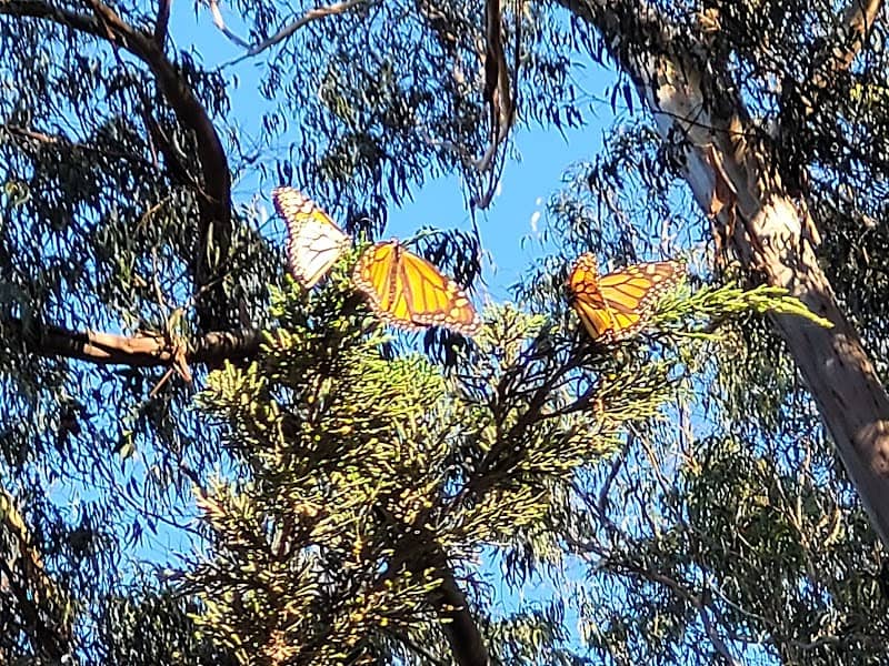 Monarch Butterfly Grove - Image 2