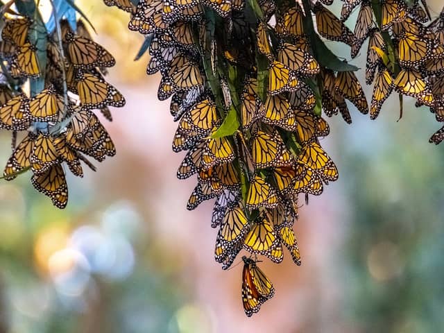 Monarch Butterfly Grove - Image 1