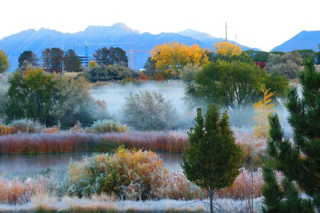 Pond Leone - Image 1