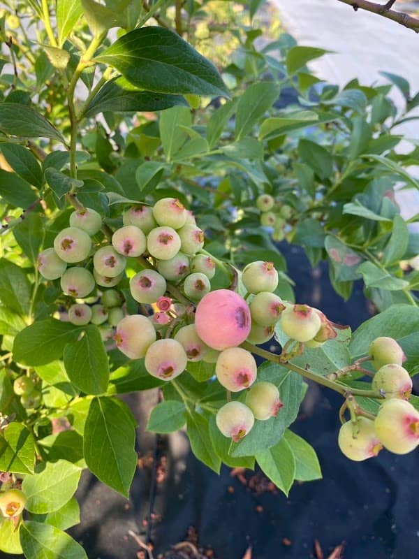 Blueberry Farm Obu - Image 1