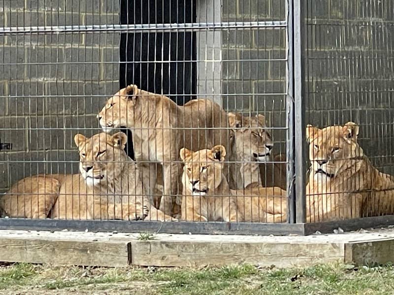 Port Lympne Safari Park - Image 3