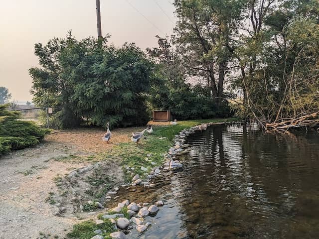DUCK & GEESE POND - Image 2