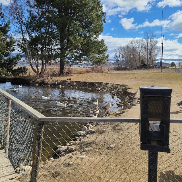 DUCK & GEESE POND - Image 1