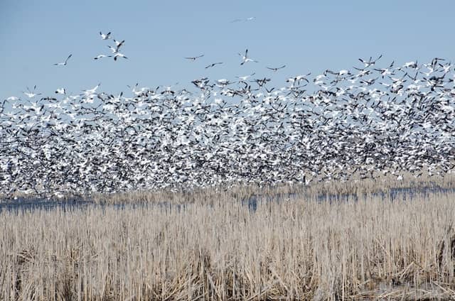 Loess Bluffs National Wildlife Refuge - Image 1
