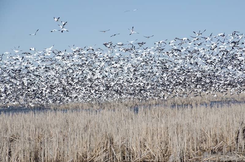 Loess Bluffs National Wildlife Refuge - Image 1