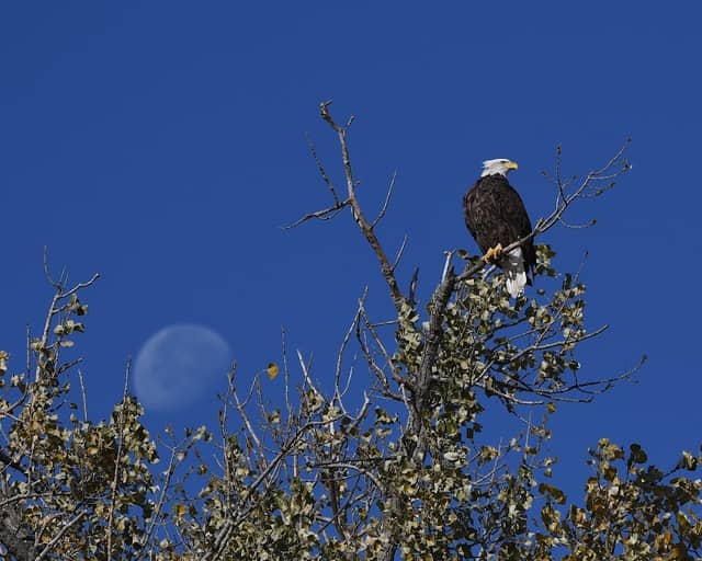 Loess Bluffs National Wildlife Refuge - Image 3