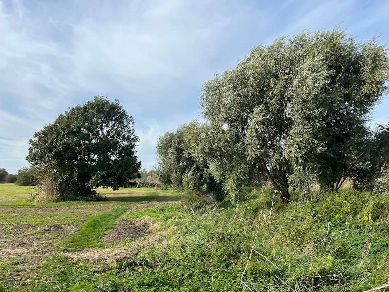 Catch's Field - Image 2