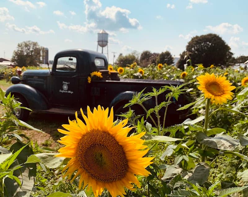 Perry's Sunflower Maze, LLC - Image 1