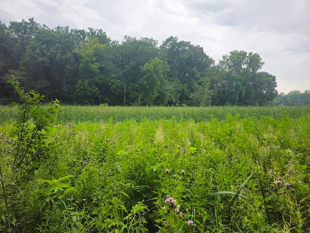 Lake Rose Park - Image 1