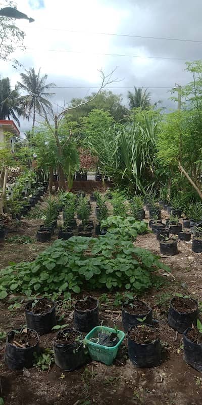 Godong Abang - Image 3