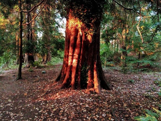 Hutt Park - Image 2