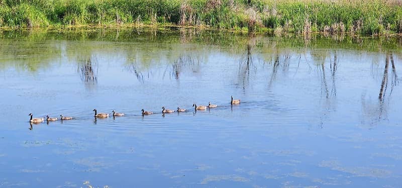 Bird watching - Image 2