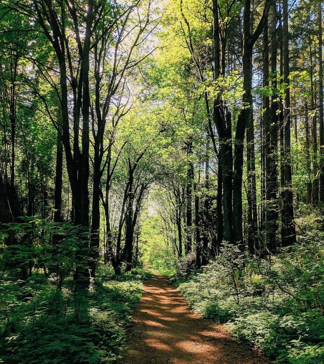 Llandover Woods Greenspace - Image 2