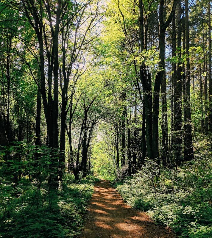 Llandover Woods Greenspace - Image 1