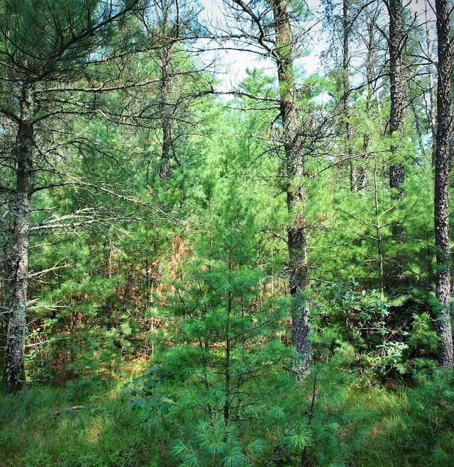 Glenn Creek Barrens State Natural Area - Image 2