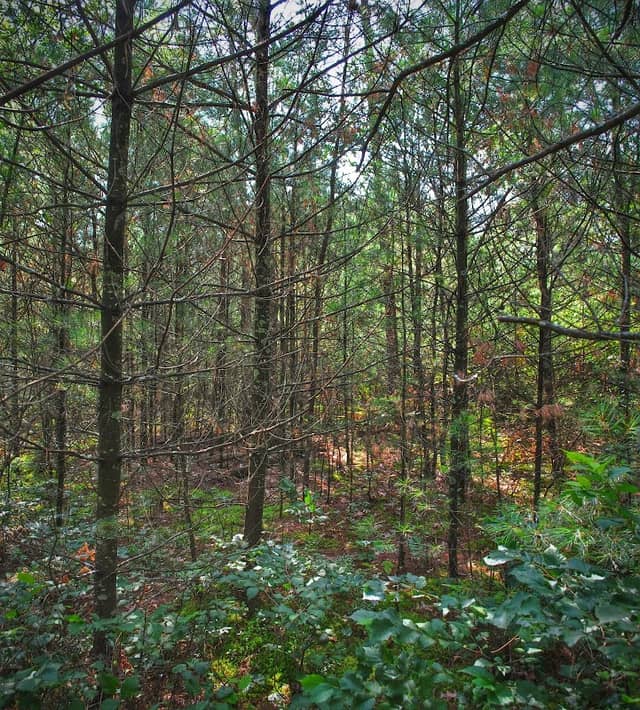 Glenn Creek Barrens State Natural Area - Image 1