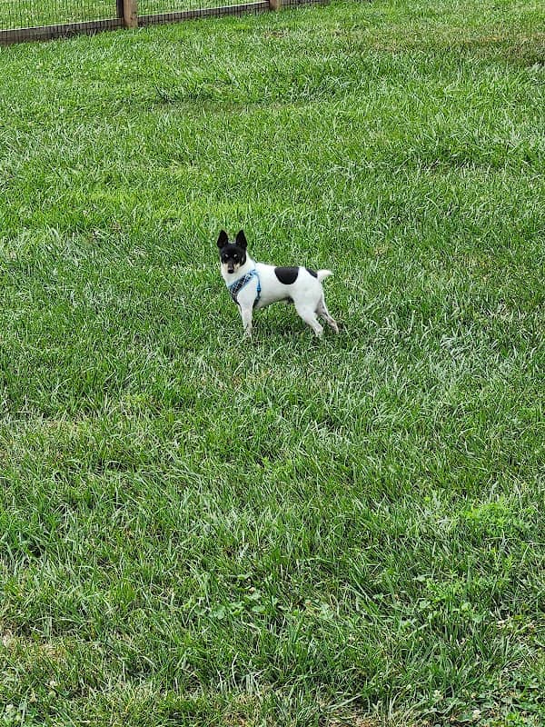 Scout Dog Park - Image 1