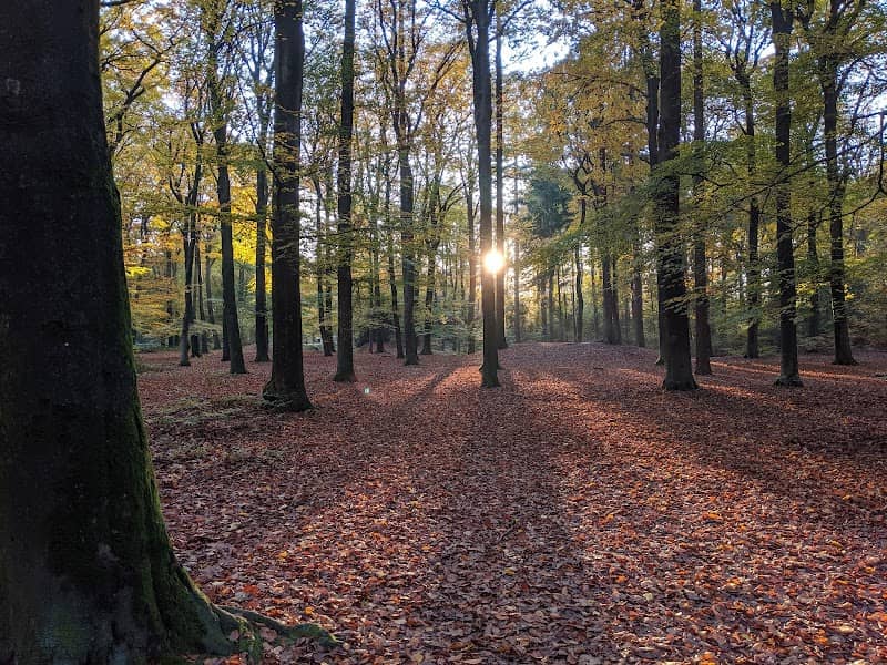Andrew’s forest - Image 2
