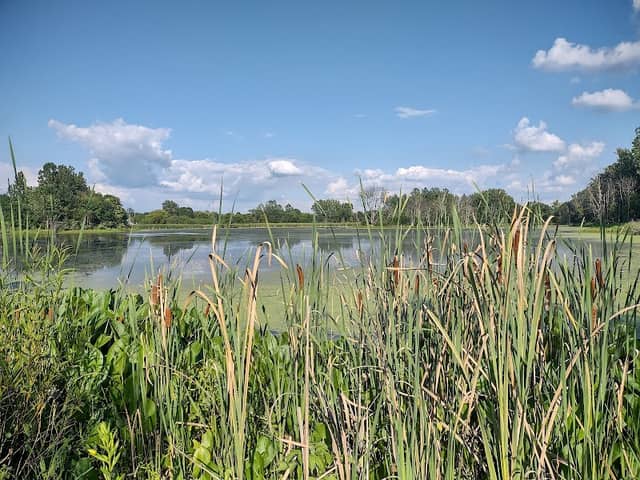Celery Bog Nature Area - Image 3