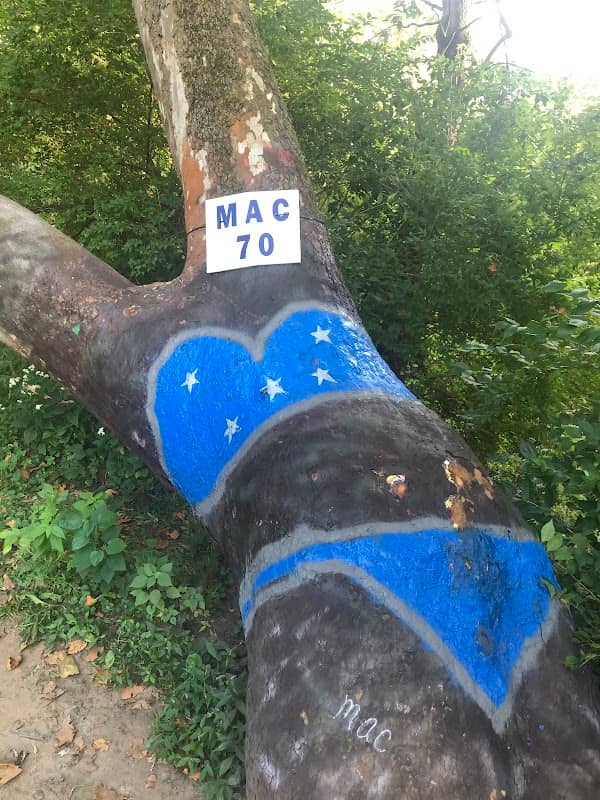 Bikini Tree - Image 1