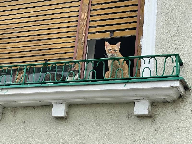 Miși - the chill ginger cat - Image 2