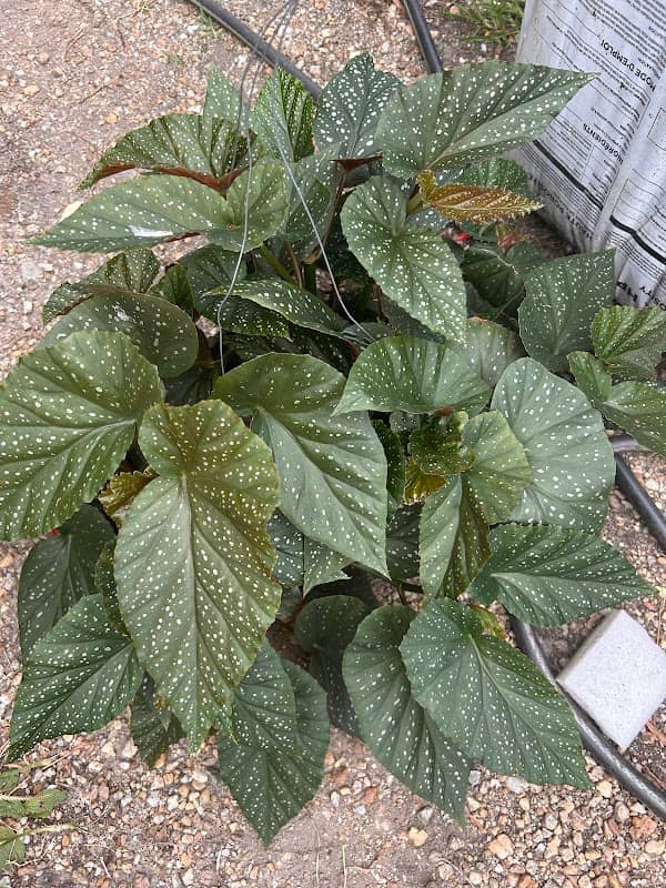 Smith’s Greenhouse - Image 1
