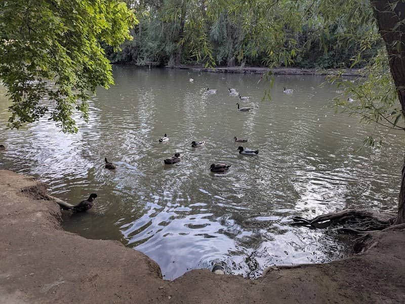 Layton Commons Park Duck Pond - Image 1