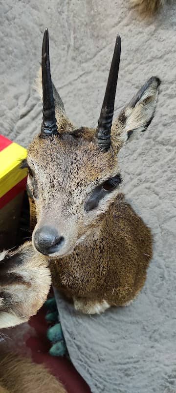 Bud Jones Taxidermy & Decorating - Image 1