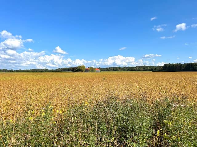 Community flowering meadow - Image 1