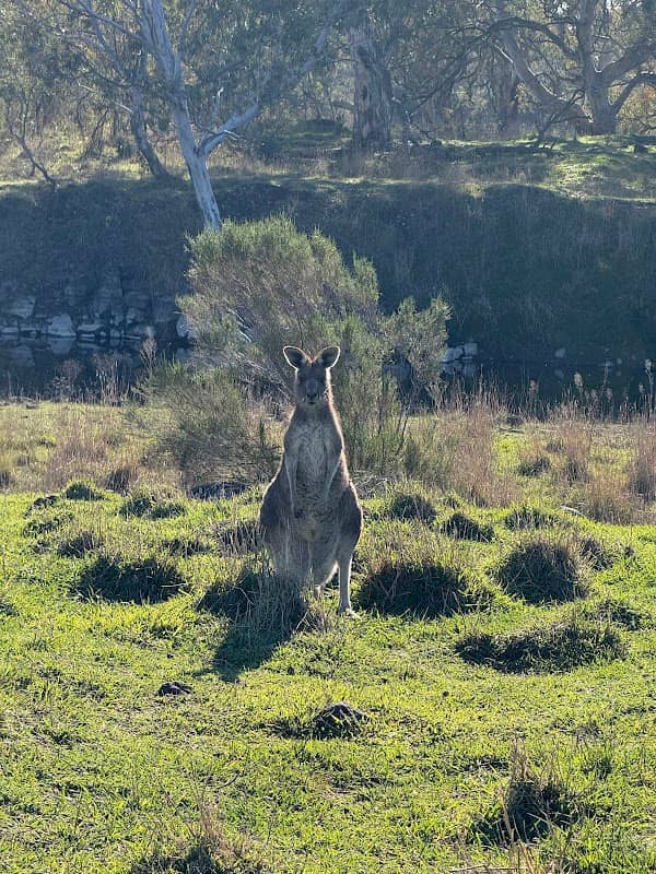 Morang Wetlands - Image 2