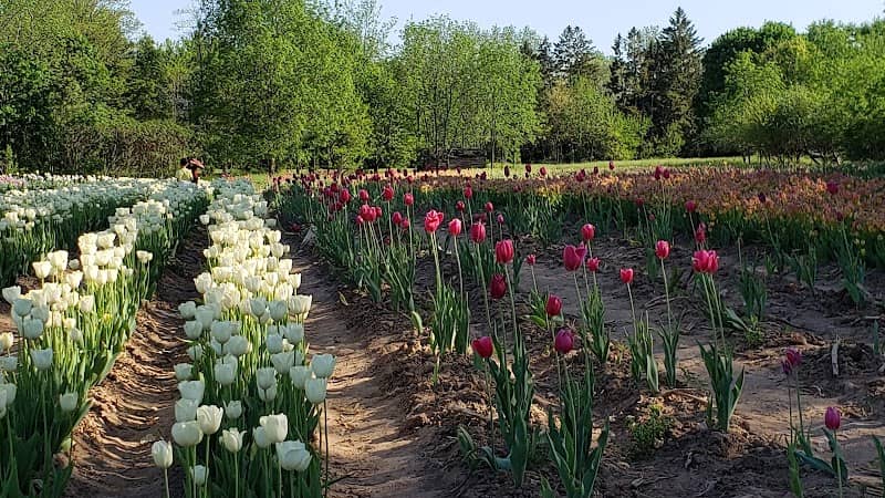 Tulip farm - Image 2