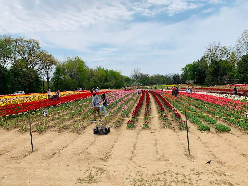 Tulip farm - Image 1