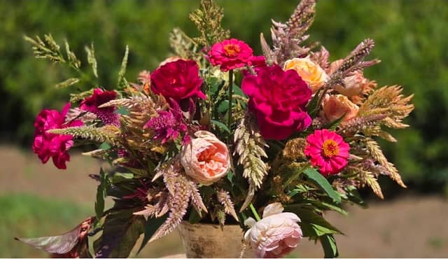 Flower Fields-U-pick - Image 1