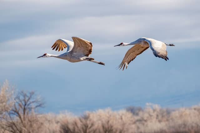 Bernardo Wildlife Area - Image 3