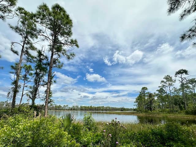 Babcock Webb Wildlife Management Area - Image 2