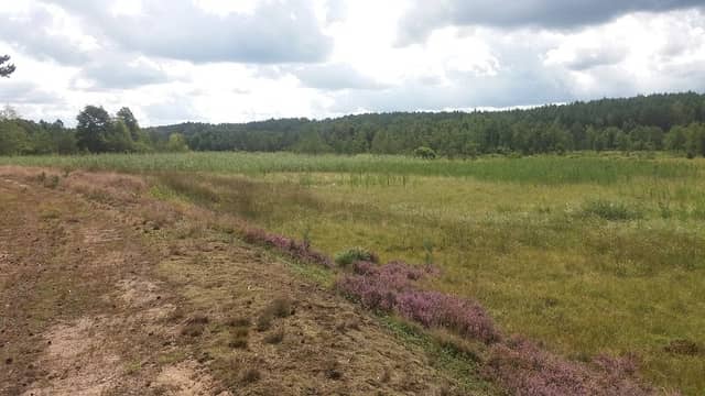 Rezerwat przyrody „Mechowisko Radość” - Image 1