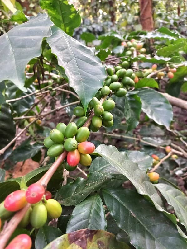 Putgini plantations - Image 1
