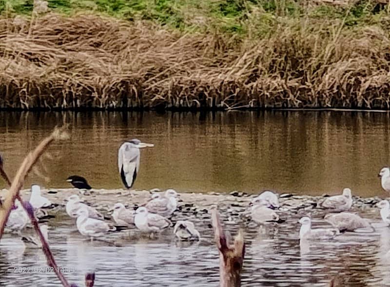 Holmethorpe Lagoons Nature Reserve - Image 2